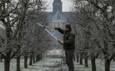 Taille arbres fruitiers : le moment clé à Saint-Dizier